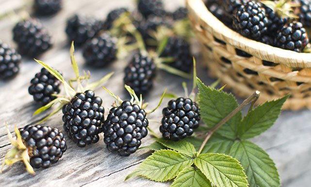 فوائد التوت الصحية للاطفال