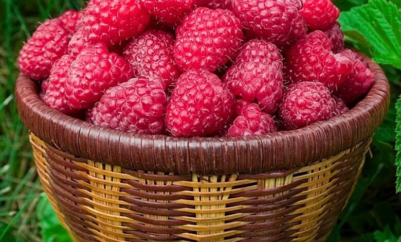 التوت للأطفال