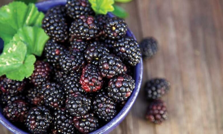 فوائد التوت