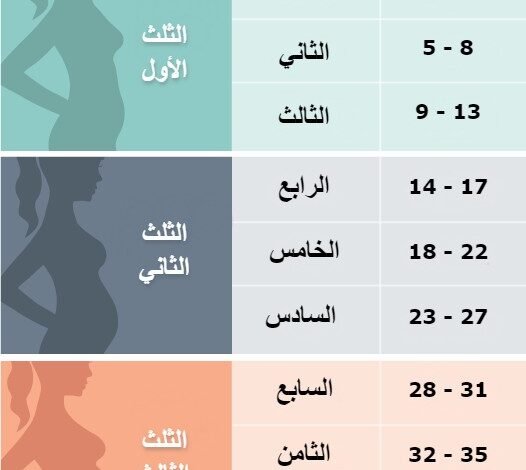 أسابيع الحمل بالتفصيل: ما هي؟