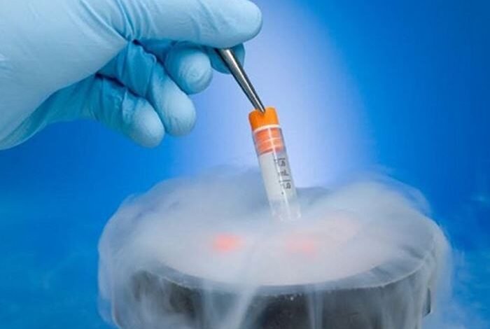 متى يتم ترجيع الأجنة المجمدة بعد الدورة؟