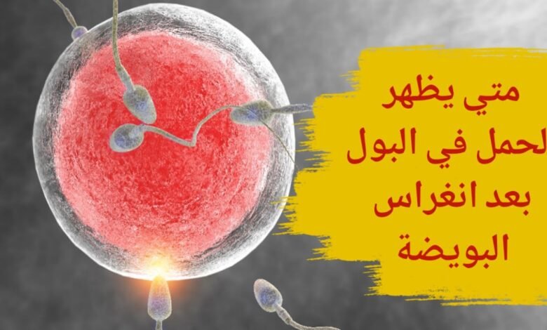 متى يظهر الحمل في البول بعد انغراس البويضة