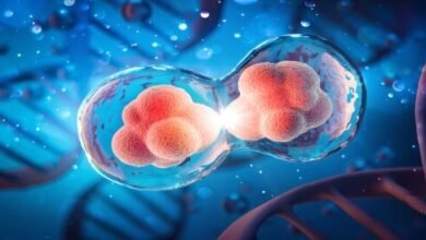 مراحل انقسام البويضة في الحقن المجهري