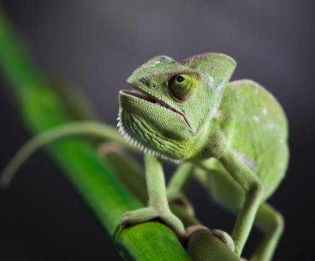 رواية الحربايه والثعبان