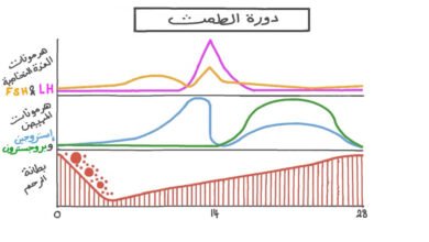 هرمونات الدورة الشهرية