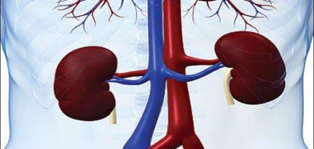 أسباب قصور وظائف الكلى