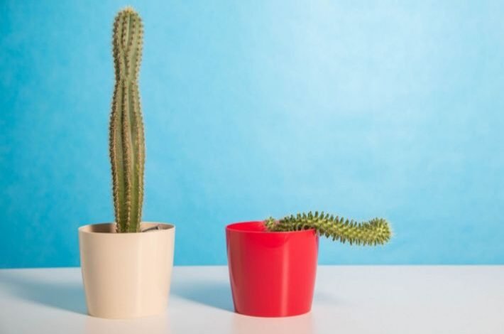 ضعف الدورة الدموية والانتصاب