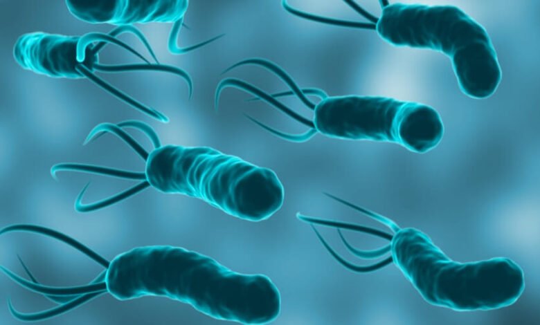 بكتيريا المعدة