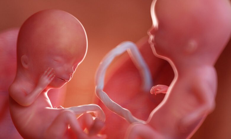 كيف يحدث الحمل بتوأم