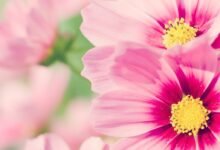 رواية زين الرحايمه الفصل الرابع4بقلم شيماء رمضان