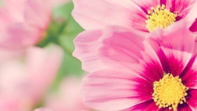 رواية زين الرحايمه الفصل الرابع4بقلم شيماء رمضان